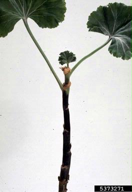 Phytophthora root and crown rots (Phytophthora spp. ) on geranium (Pelargonium spp. ) - 5373271