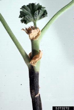 Phytophthora root and crown rots (Phytophthora spp. ) on geranium (Pelargonium spp. ) - 5373272