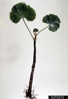 Phytophthora root and crown rots (Phytophthora spp. ) on geranium (Pelargonium spp. ) - 5373273