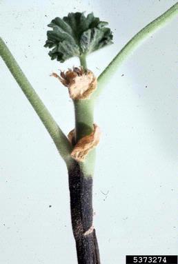 Phytophthora root and crown rots (Phytophthora spp. ) on geranium (Pelargonium spp. ) - 5373274