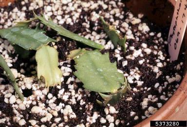 Phytophthora root and crown rots (Phytophthora spp. ) on false Christmas cactus (Schlumbergera truncata ) - 5373280