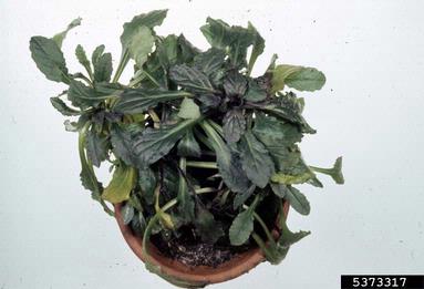 Phytophthora blight (Phytophthora nicotianae ) on bugle (Ajuga spp. ) - 5373317