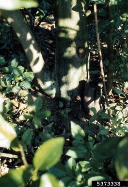 Phytophthora blight (Phytophthora nicotianae ) on citrus (Citrus spp. ) - 5373338