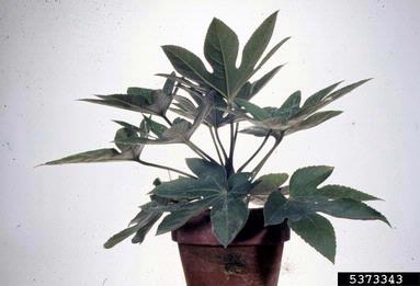 Phytophthora blight (Phytophthora nicotianae ) on paperplant (Fatsia japonica ) - 5373343