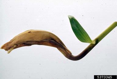 Phytophthora blight (Phytophthora nicotianae ) on Easter lily (Lilium longiflorum ) - 5373345