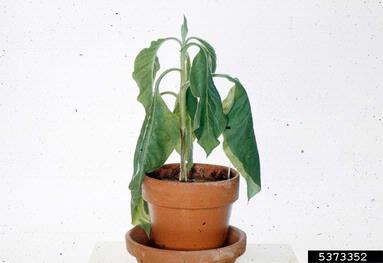 Phytophthora blight (Phytophthora nicotianae ) on flue-cured tobacco (Nicotiana tabacum (flue-cured type)) - 5373352