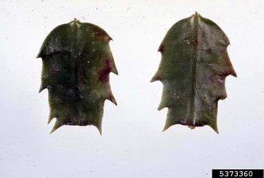 Phytophthora blight (Phytophthora nicotianae ) on false Christmas cactus (Schlumbergera truncata ) - 5373360