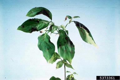 Phytophthora blight (Phytophthora nicotianae ) on flowering dogwood (Cornus florida ) - 5373361