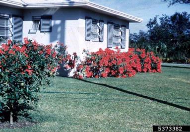 poinsettia, Euphorbia pulcherrima  (Euphorbiales: Euphorbiaceae) - 5373382