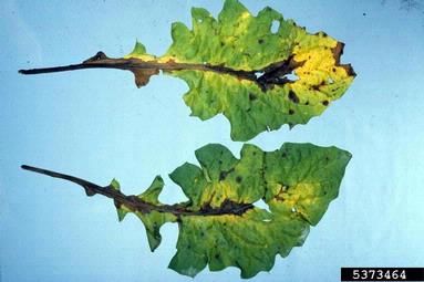 bacterial leaf spot (Pseudomonas cichorii ) on Barberton daisy (Gerbera jamesonii ) - 5373464