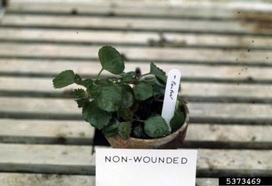 bacterial leaf spot (Pseudomonas cichorii ) on little spurflower (Plectranthus parviflorus ) - 5373469