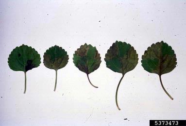 bacterial leaf spot (Pseudomonas cichorii ) on little spurflower (Plectranthus parviflorus ) - 5373473