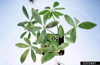 bacterial leaf spot (Pseudomonas cichorii ) on schefflera (Schefflera spp. ) - 5373487
