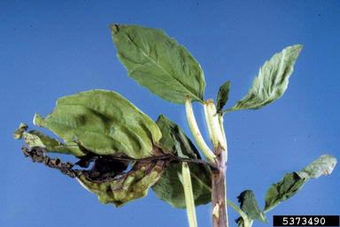 bacterial leaf spot (Pseudomonas cichorii ) on sweet basil (Ocimum basilicum ) - 5373490