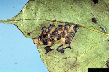 bacterial leaf spot (Pseudomonas cichorii ) on moonflower (Ipomoea alba ) - 5373500