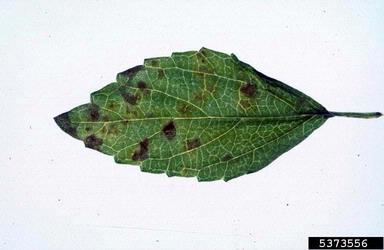 rust (Puccinia lantanae ) on lantana (Lantana spp. ) - 5373556