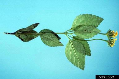rust (Puccinia lantanae ) on lantana (Lantana spp. ) - 5373557
