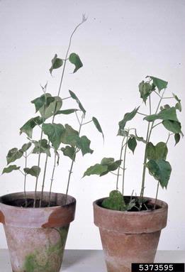 root rot/damping off (Rhizoctonia spp. ) on stranglervine (Morrenia odorata ) - 5373595