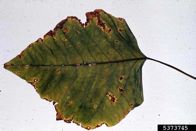 scab of poinsettia (Sphaceloma poinsettiae ) on poinsettia (Euphorbia pulcherrima ) - 5373745