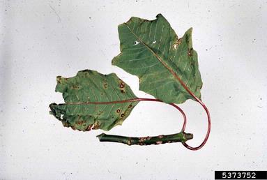 scab of poinsettia (Sphaceloma poinsettiae ) on poinsettia (Euphorbia pulcherrima ) - 5373752