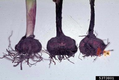 white rot fungus (Stromatinia gladioli ) on gladiolus (Gladiolus spp. ) - 5373801