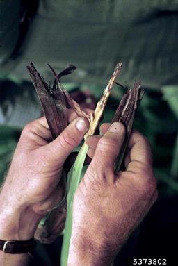 white rot fungus (Stromatinia gladioli ) on gladiolus (Gladiolus spp. ) - 5373802