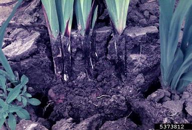 white rot fungus (Stromatinia gladioli ) on gladiolus (Gladiolus spp. ) - 5373812