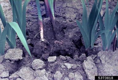 white rot fungus (Stromatinia gladioli ) on gladiolus (Gladiolus spp. ) - 5373818