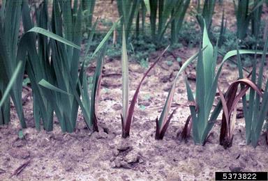 white rot fungus (Stromatinia gladioli ) on gladiolus (Gladiolus spp. ) - 5373822
