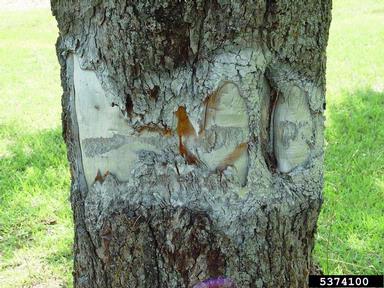 human caused injury (  ) on pecan (Carya illinoinensis ) - 5374100
