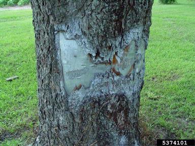 human caused injury (  ) on pecan (Carya illinoinensis ) - 5374101