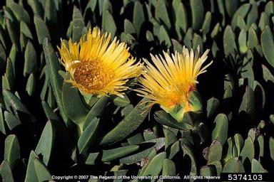 hottentot fig, Carpobrotus edulis  (Caryophyllales: Aizoaceae) - 5374103