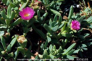 sea fig, Carpobrotus chilensis  (Caryophyllales: Aizoaceae) - 5374105