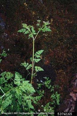 bur chervil, Anthriscus caucalis  (Apiales: Apiaceae) - 5374165