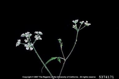 hedgeparsley, Torilis arvensis  (Apiales: Apiaceae) - 5374171