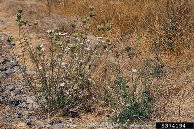 Queen Anne's lace, wild carrot, Daucus carota  (Apiales: Apiaceae) - 5374194