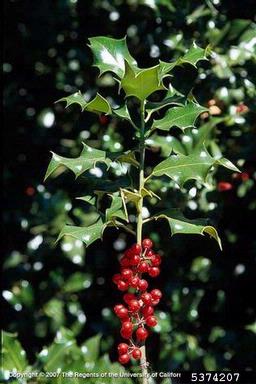 English holly, Ilex aquifolium  (Celastrales: Aquifoliaceae) - 5374207