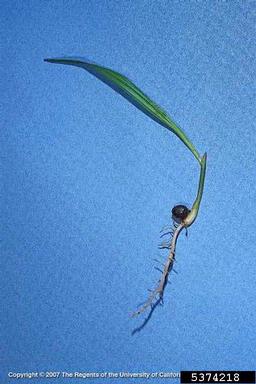 Washington fan palm, Washingtonia robusta  (Arecales: Arecaceae) - 5374218