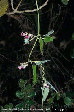 white bladderflower, Araujia sericifera  (Gentianales: Asclepiadaceae) - 5374219