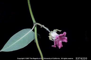white bladderflower, Araujia sericifera  (Gentianales: Asclepiadaceae) - 5374220