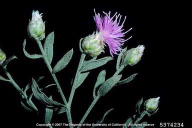 Russian knapweed, Rhaponticum repens  (Asterales: Asteraceae) - 5374234