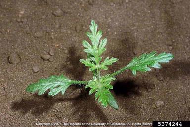 annual bursage, Ambrosia acanthicarpa  (Asterales: Asteraceae) - 5374244