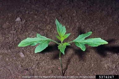 giant ragweed, Ambrosia trifida  (Asterales: Asteraceae) - 5374247