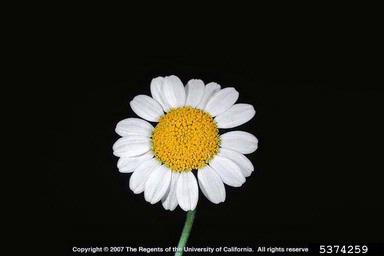 corn chamomile, Anthemis arvensis  (Asterales: Asteraceae) - 5374259