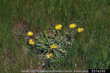 capeweed, Arctotheca calendula  (Asterales: Asteraceae) - 5374265