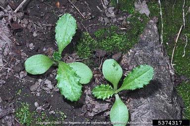 Italian plumeless thistle, Carduus pycnocephalus  (Asterales: Asteraceae) - 5374317