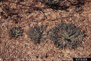 purple starthistle, Centaurea calcitrapa  (Asterales: Asteraceae) - 5374328