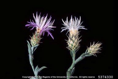 diffuse knapweed, Centaurea diffusa  (Asterales: Asteraceae) - 5374330