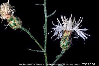 spotted knapweed, Centaurea stoebe ssp. micranthos (Asterales: Asteraceae) - 5374336