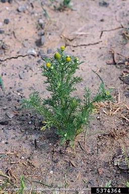 pineapple-weed, Matricaria discoidea  (Asterales: Asteraceae) - 5374364